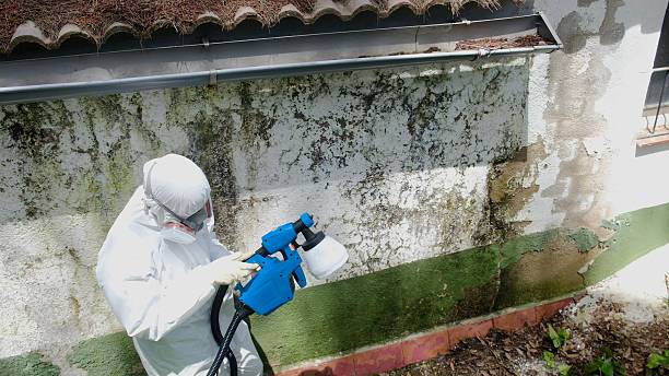 Top rated local Mold Testing specialists in Cordova, MD
